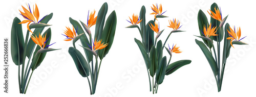 Strelitzia Reginae tropical flower bouquets set