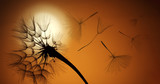 Fototapeta Dmuchawce - flying dandelion seeds on a sunset background