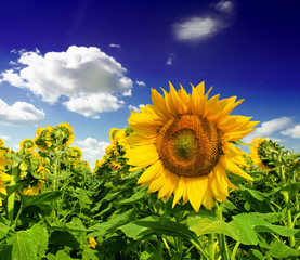 Wall Mural - Beautiful sunflower against blue sky