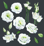 Set white eustoma luisianthus