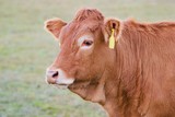 Fototapeta Miasto - Cow close up - Limousin breed