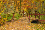 Fototapeta Pomosty - autumn in the forest
