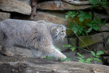 Wall Mural - portrait of beautiful cat, Pallas's cat, Otocolobus manul resting. Small wild cat with a broad but fragmented distribution in the grasslands and montane steppes of Central Asia