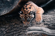 young kitten of Sumatran tiger (Panthera tigris sumatrae) is a rare tiger subspecies that inhabits the Indonesian island of Sumatra
