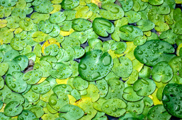 Lily Pad 2