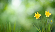 Nature Spring Background With Blooming Daffodil Flowers