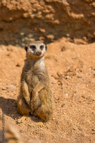 Meerkat Animal Latin Name Suricata Suricatta In The Wild Detail Of African Animal Walking On The Ground Watchful Guarding Animal Is Guarding On Nearby Area Buy This Stock Photo And Explore