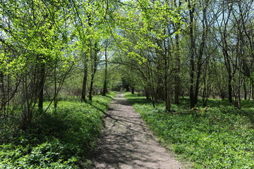  path in woods, Sixpenny Handley, Dorset, UK