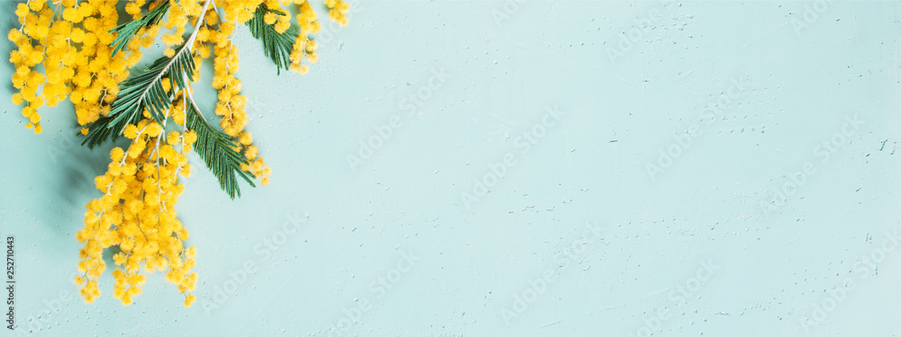 Blue banner with mimosa branch for spring holidays - obrazy, fototapety, plakaty 