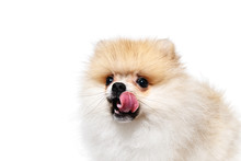 Pomeranian Spitz Licks Lips Isolated On A White Background