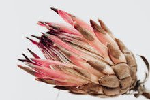 King Protea Flower. Dried Pink Protea Plant . Lifestyle Image. Minimal Home Interior Decoration. Poster Image