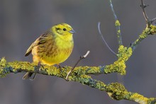Yellowhammer - Emberiza Citrinella  Passerine Bird In The Bunting Family That Is Native To Eurasia And Has Been Introduced To New Zealand And Australia