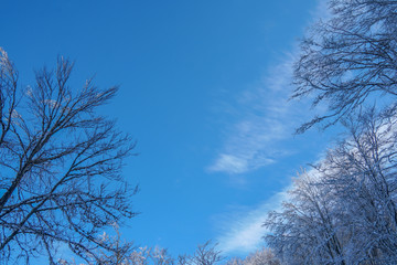 Winter tree in clouds