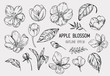 Set of apple flowers. Hand drawn illustration converted to vector. Isolated