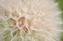 Seed Head Of Yellow Salsify Or Tragopogon Dubius Close-up As Background. Flora Of Ukraine. Shallow Depth Of Field.