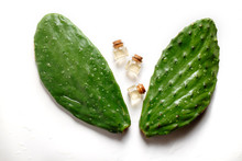 Prickly Pear Cactus Oil. On A Green Leaf Cactus Large Drops Of Water. 