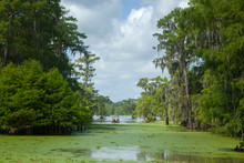 Swamp Lake Martin Lafayette