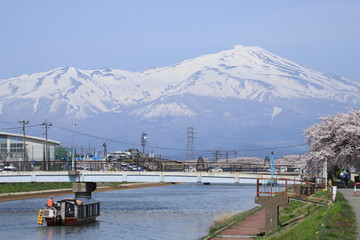 Wall Mural - 満開の桜並木と鳥海山　Cherry Blossoms in full bloom and Chokaisan