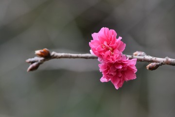 Blooming double-flowered cherry blossoms in Hsinchu, Taiwan