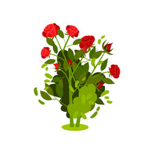 Flat Vector Icon Of Small Bush With Bright Red Roses And Green Leaves. Flowering Plant. Beautiful Garden Flowers