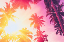 Copy Space Of Tropical Palm Tree With Sun Light On Sky Background.