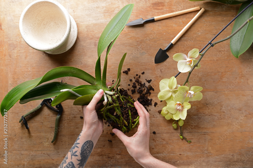 Woman transplanting orchid at table