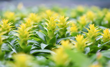 Yellow Bromeliad Flower Ornamental Plants In The Beautiful Garden