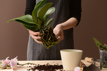 Woman transplanting orchid at table