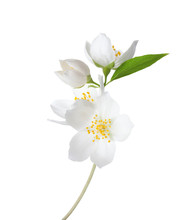 Branch Of  Jasmine's (Philadelphus) Flowers Isolated On White Background.