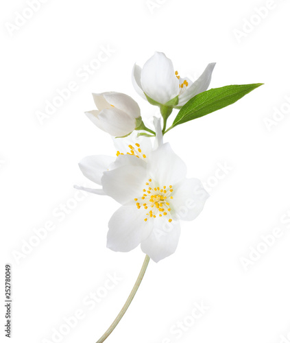 Photographie Branch of Jasmine's (Philadelphus) flowers isolated on white background