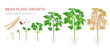 © Bezvershenko - Bean plant growth stages infographic elements in flat design. Planting process of beans from seeds sprout to ripe vegetable, plant life cycle isolated on white background, vector stock illustration.