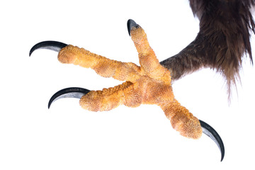 attacking talon of an eagle isolated on white.