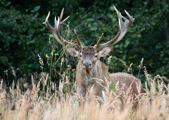Fototapete - Open range Red Deer Stag in natural enviroment.