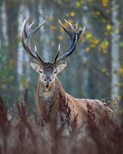 Open Range Red Deer Stag In Natural Enviroment.