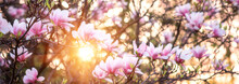 Blossoming Of Magnolia Pink Flowers In Spring Time, Natural Seasonal Floral Background With Copyspace
