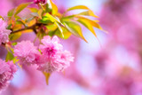 Fototapeta Krajobraz - Blossoming pink flower background, natural wallpaper. Flowering sakura (japanese cherry) branch in spring, macro image with copyspace and beautiful bokeh