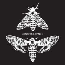 Deaths Head Hawk Moths Hand Drawn Dot Work Vector Illustration. Signature Is The Latin Name Of The Species.