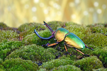 Beetle : Sawtooth Beetles (Lamprima Adolphinae) Or Stag Beetles, One Of World's Most Beautiful Beetle. 