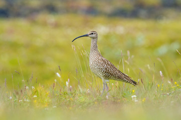 Wall Mural - The Whimbrel or Numenius phaeopus is standing in the typical environment in the Iceland