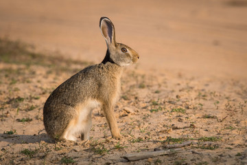 Wall Mural - The Indian Hare or Lepus nigricollis is sitting on the ground in wild of Sri Lanka