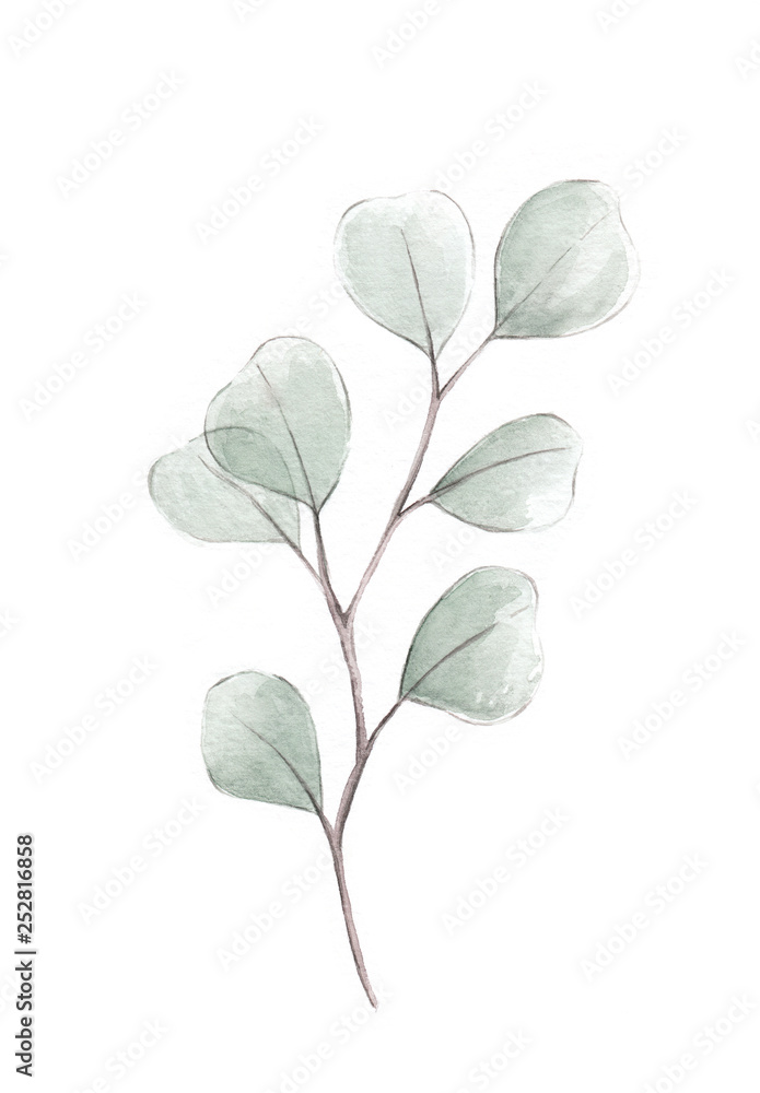 Silver dollar eucalyptus watercolor illustration - obrazy, fototapety, plakaty 