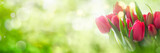 Fototapeta Tulipany - Tulips on spring background