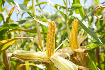 Corn cob crop close up harvest cornfield