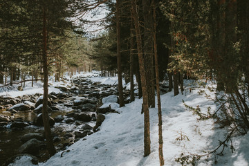 river in winter forest