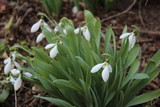 Fototapeta Tulipany - Snowdrop in the garden