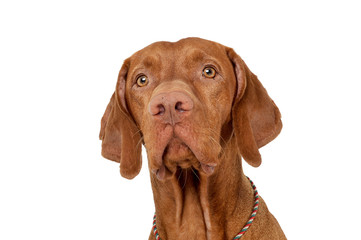 Wall Mural - An adorable magyar vizsla looking seriously at the camera