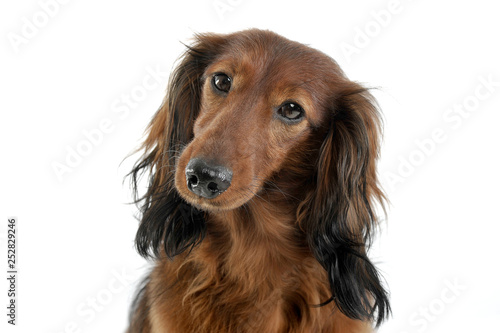 Long Haired Red Dachshund In A White Studio Buy This Stock Photo