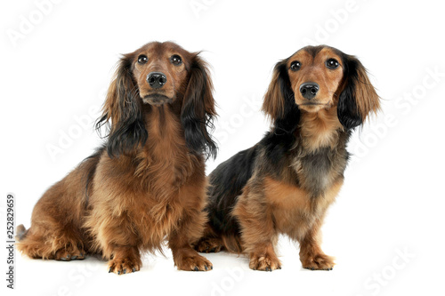 Two Long Haired Red Dachshund Sitting In A White Studio Buy This