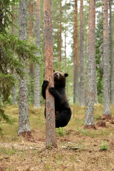 Wall Mural - male brown bear climbing on tree in summer forest