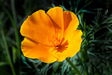 California Poppy (Eschscholzia Californica) A Spring Summer Red Orange Or Yellow Flower Plant Commonly Found In The USA And Mexico